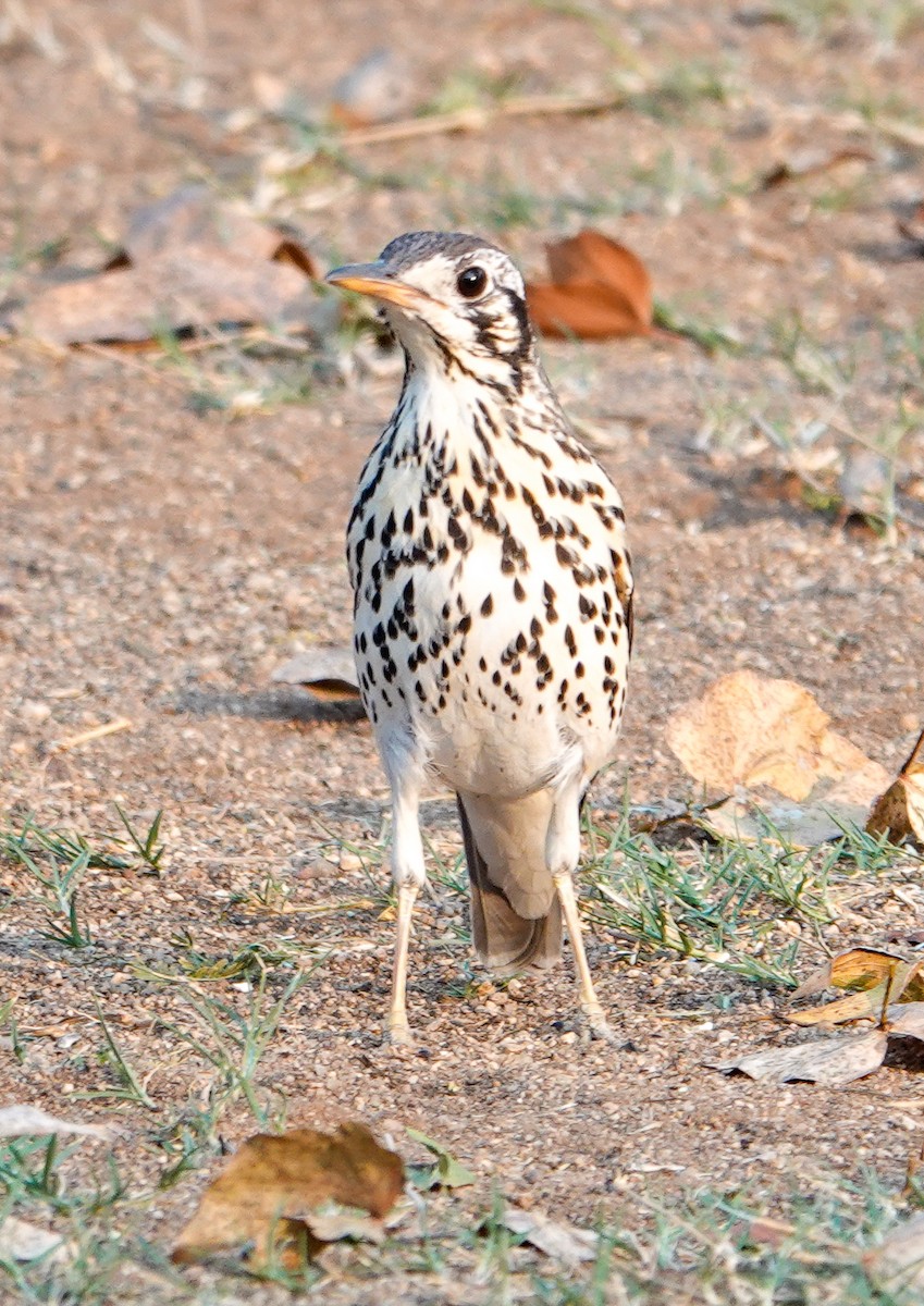 Groundscraper Thrush - ML643743065