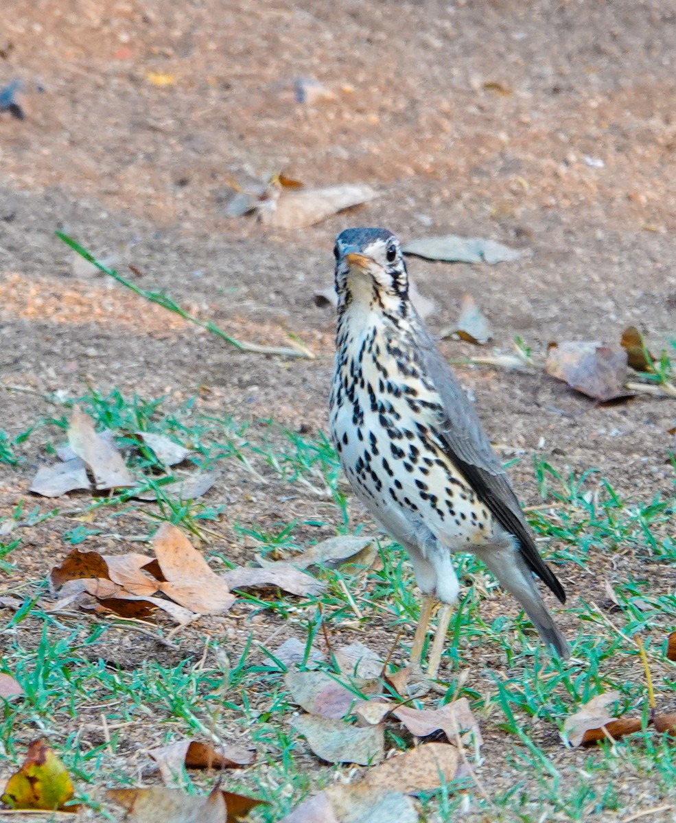 Groundscraper Thrush - ML643743066