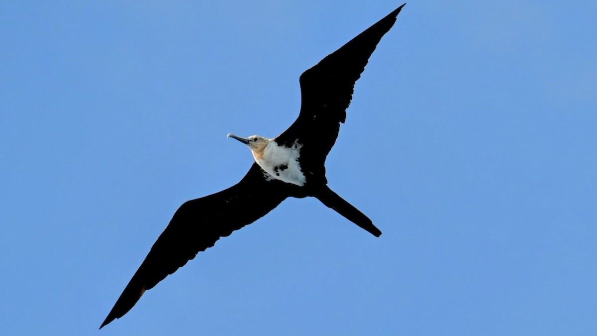Lesser Frigatebird - ML643743078