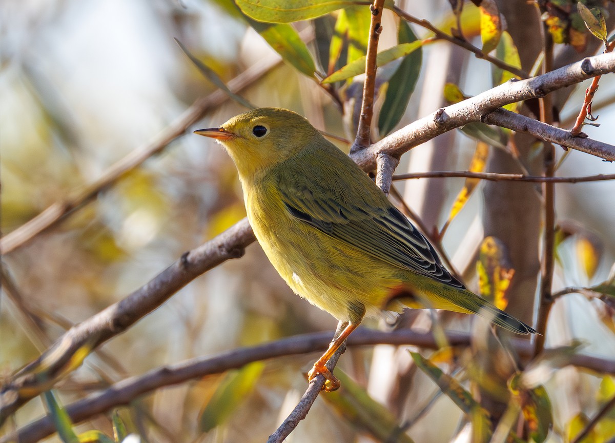 Yellow Warbler (Northern) - ML643743081