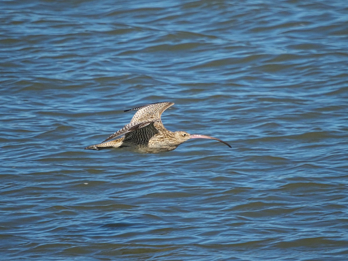 ホウロクシギ - ML643743088