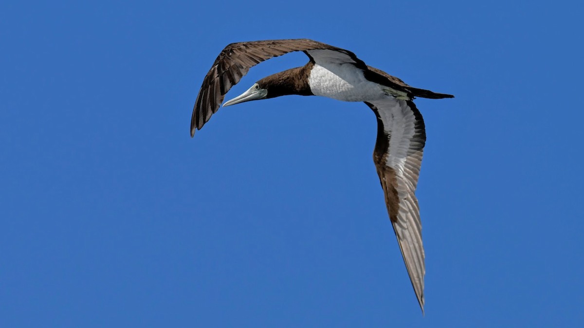 Brown Booby - ML643743093
