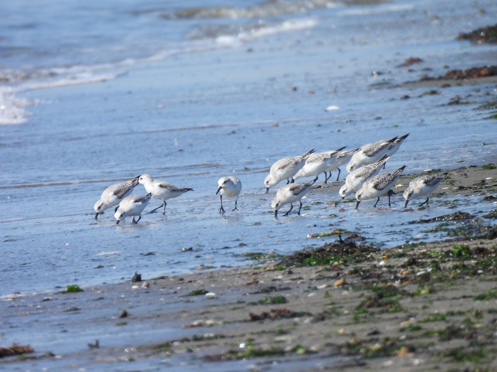 Sanderling - ML643743101