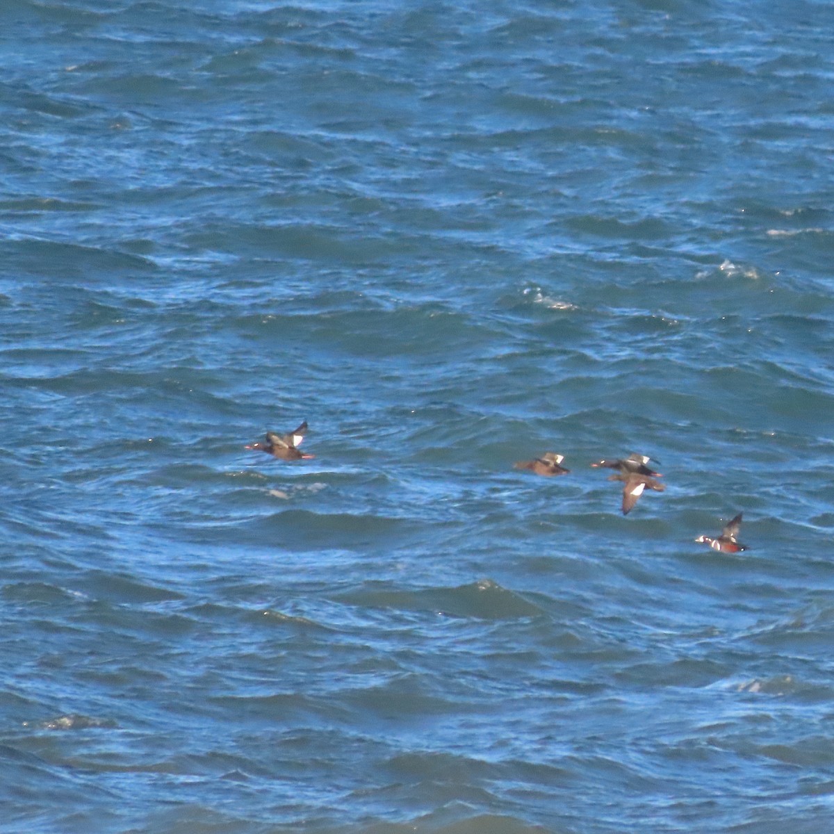 Harlequin Duck - ML643743112