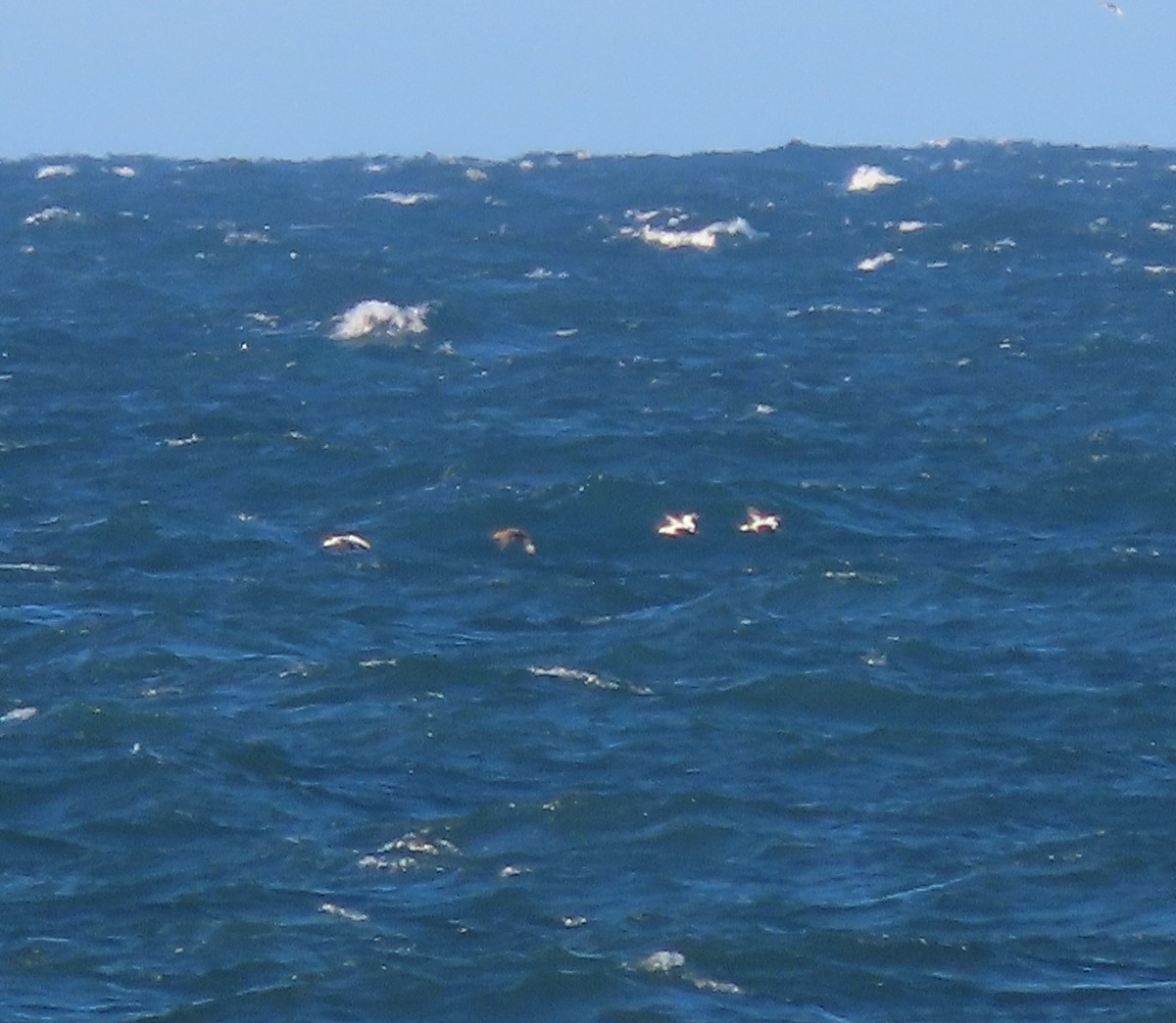 Common Eider - ML643743119