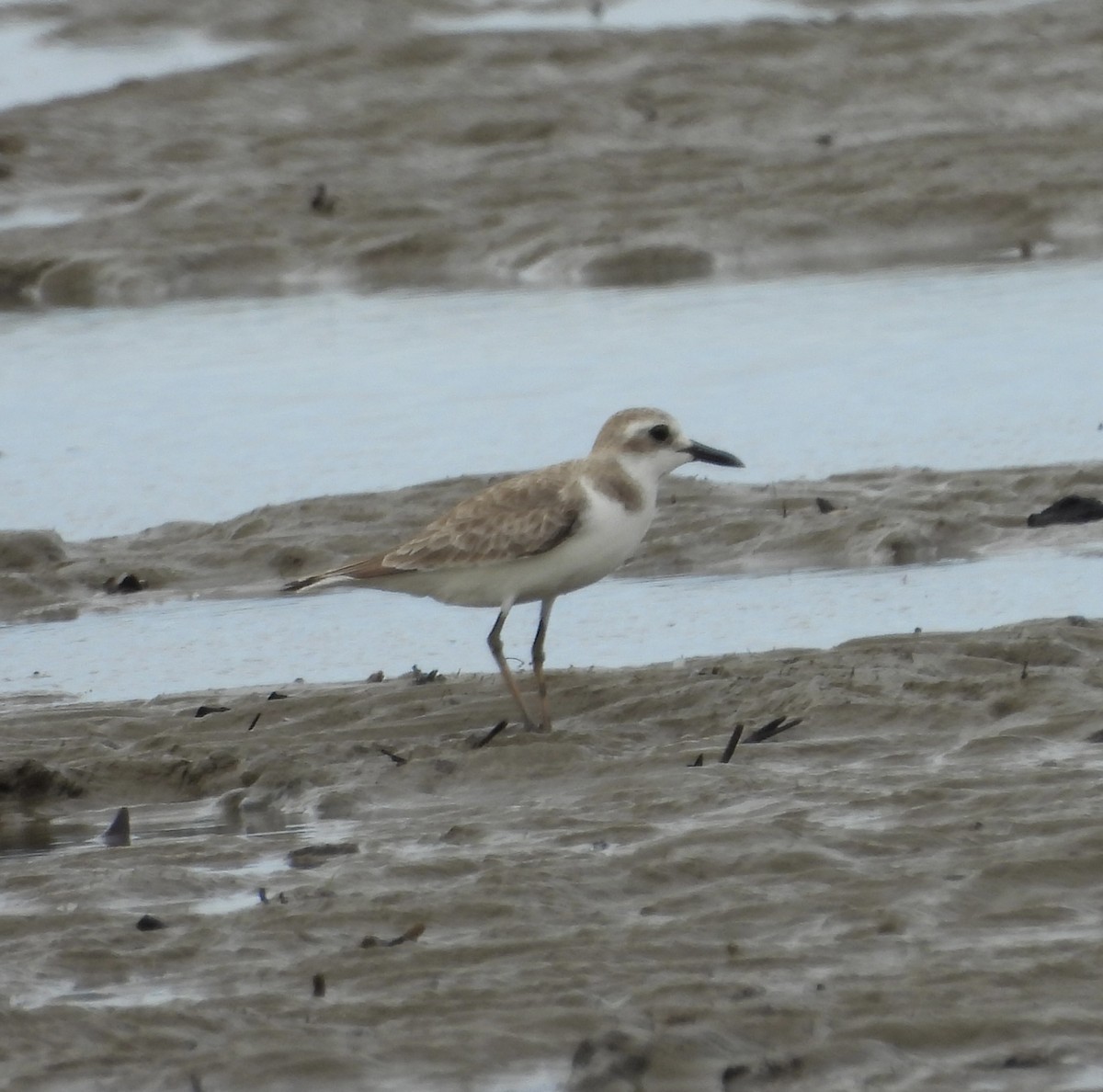 Greater Sand-Plover - ML643743121