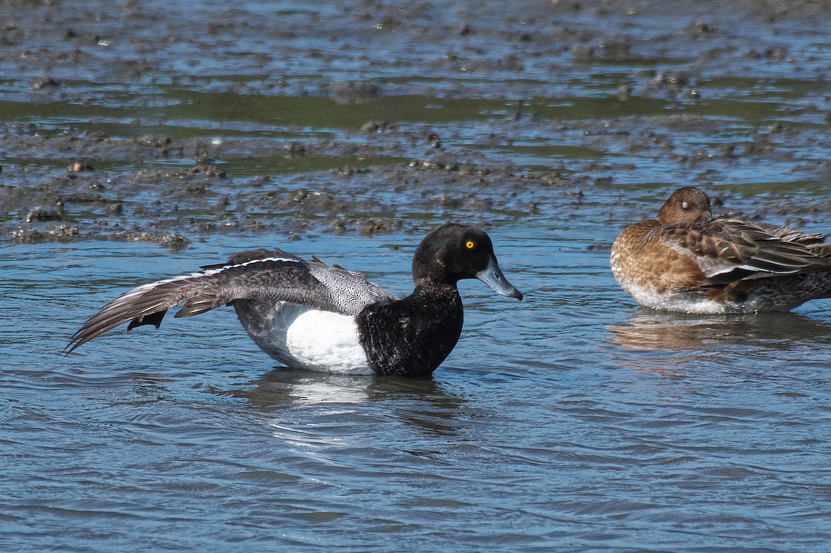 Greater Scaup - ML643743122