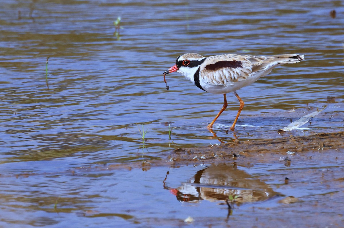Black-fronted Dotterel - ML643743126