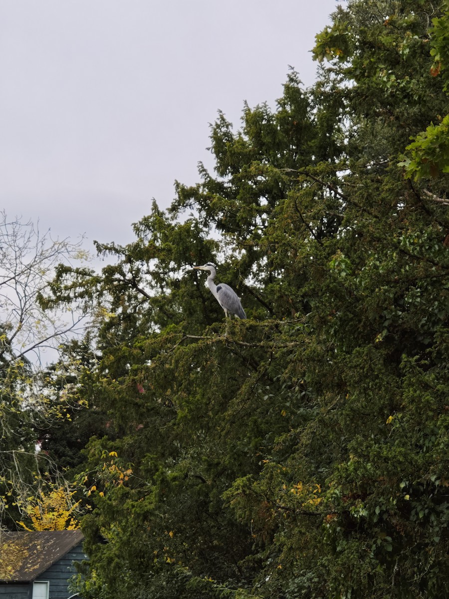 Gray Heron - ML643743127