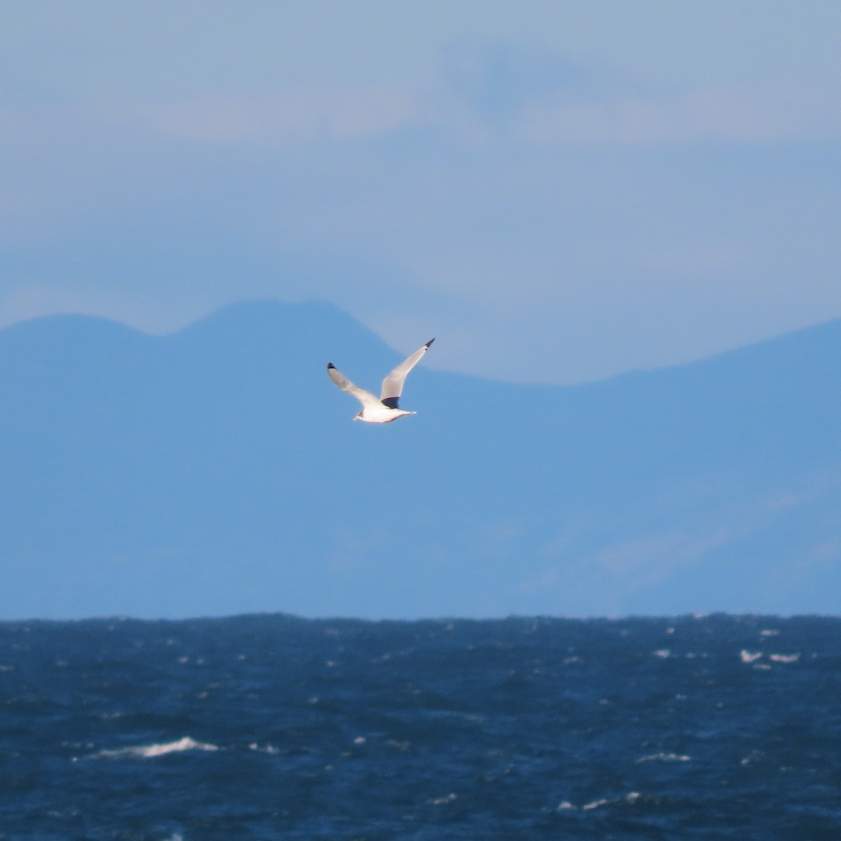 Black-legged Kittiwake - ML643743128