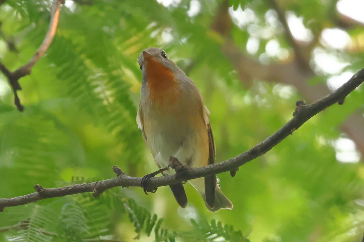 Red-breasted Flycatcher - ML643743130