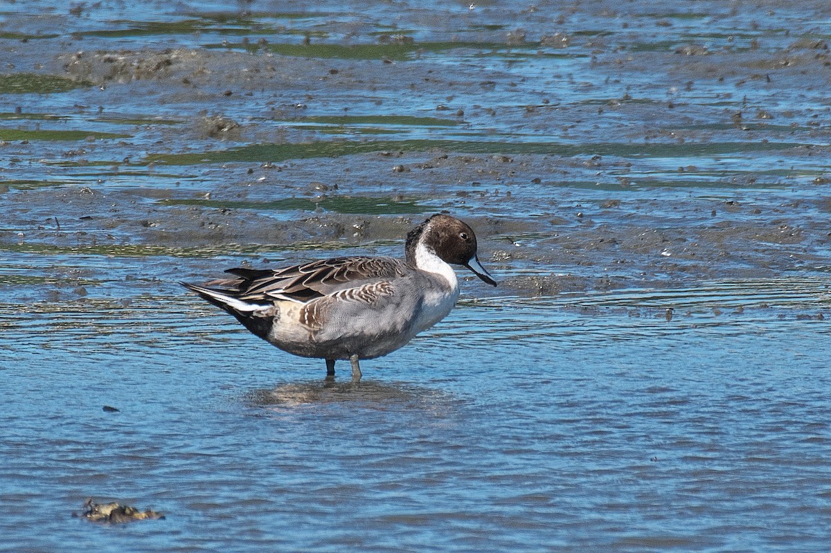 Northern Pintail - ML643743131
