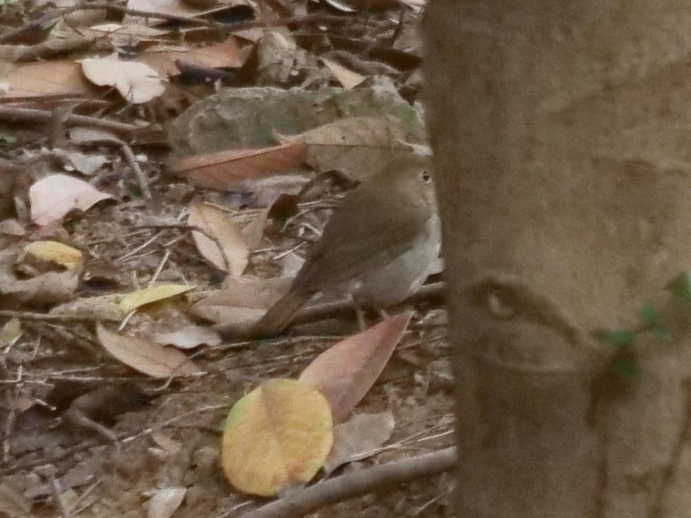 Rufous-tailed Robin - ML643743132