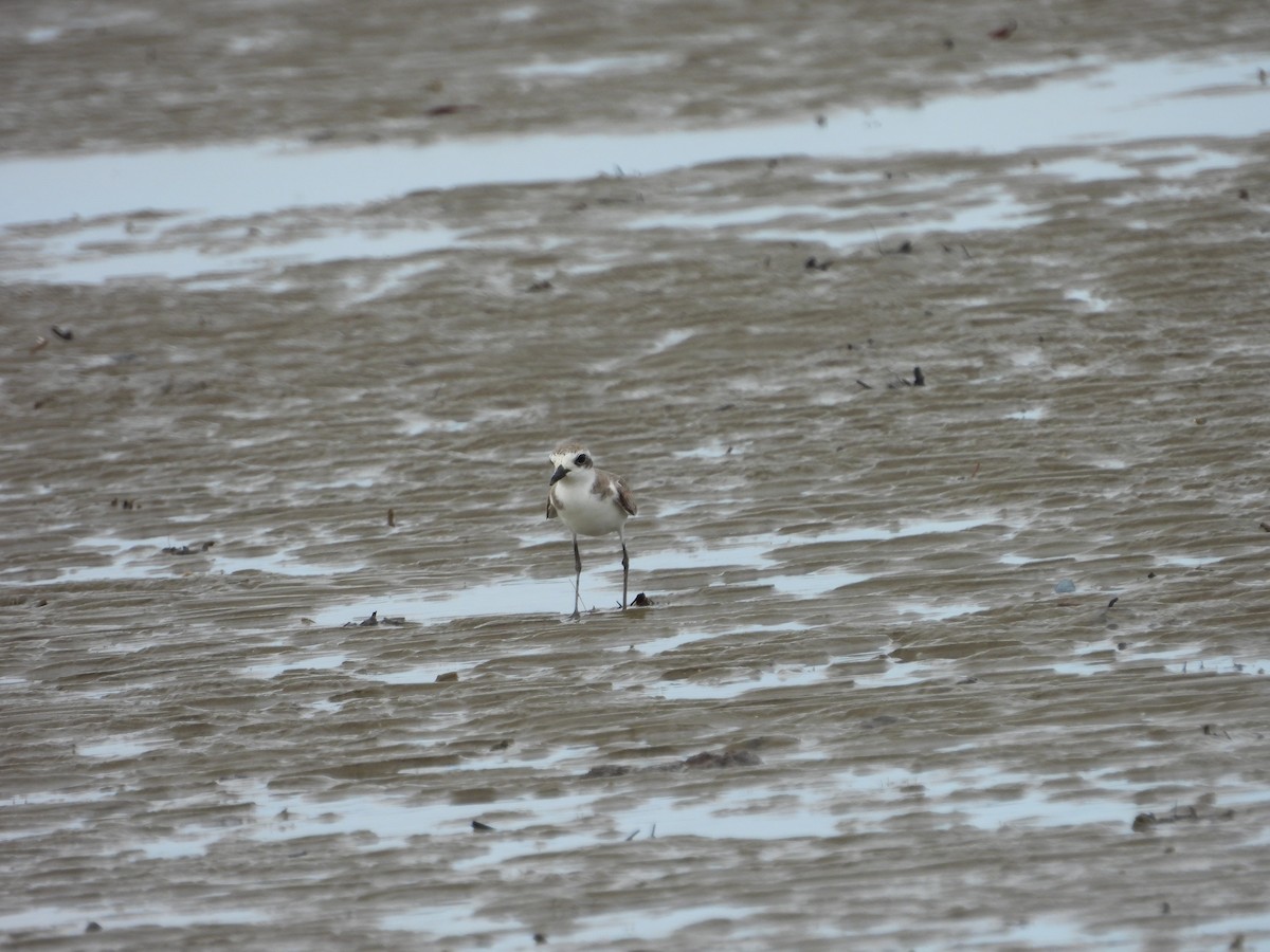 Greater Sand-Plover - ML643743133
