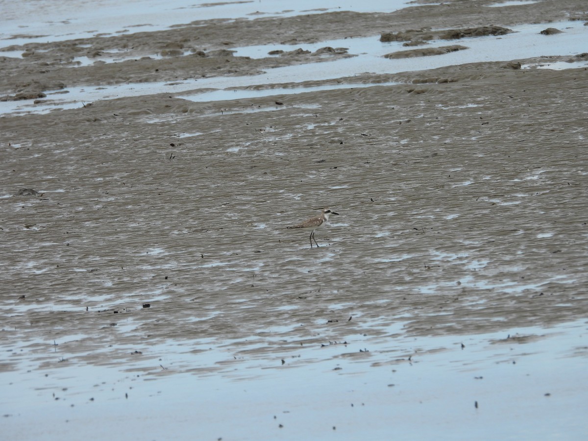 Greater Sand-Plover - ML643743135