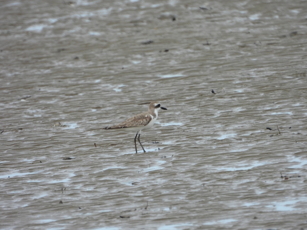 Greater Sand-Plover - ML643743136