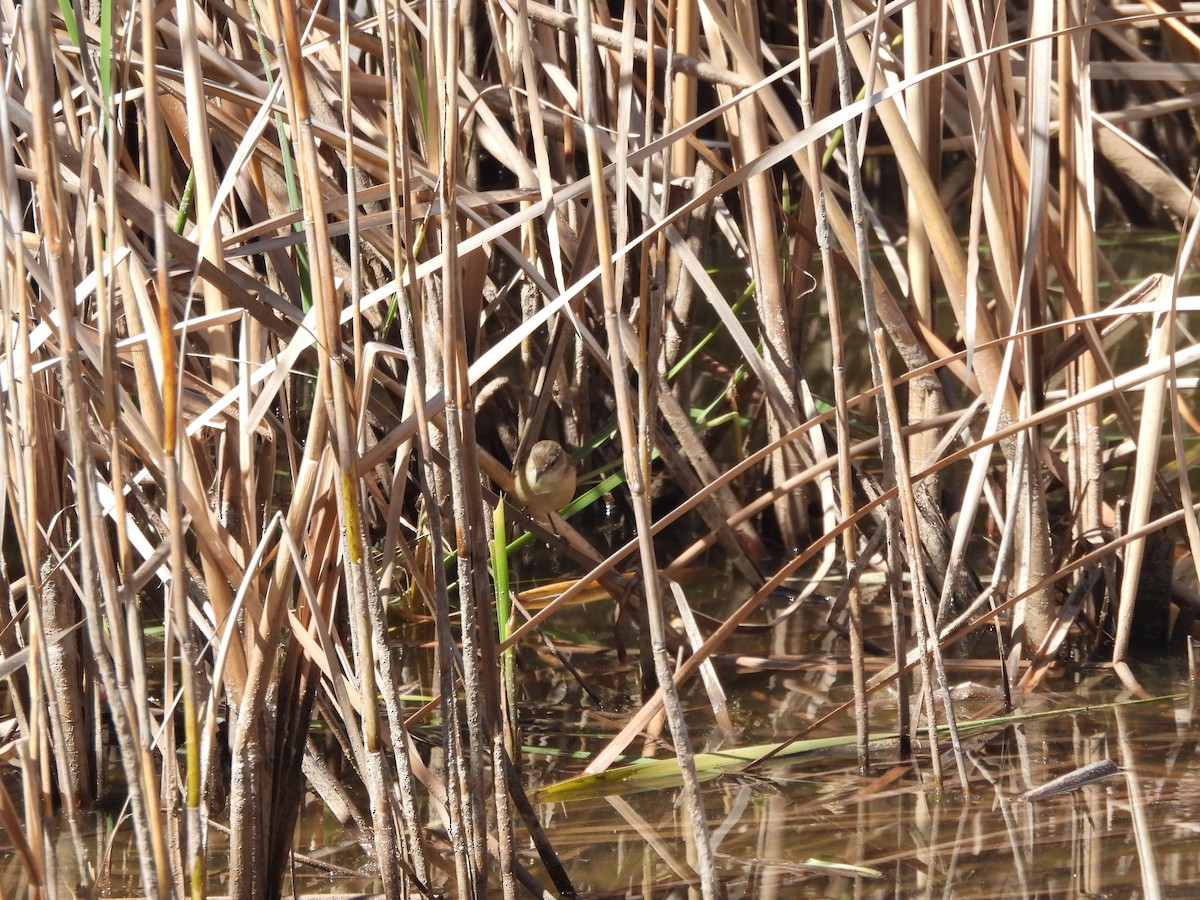 Western Gerygone - ML643743137