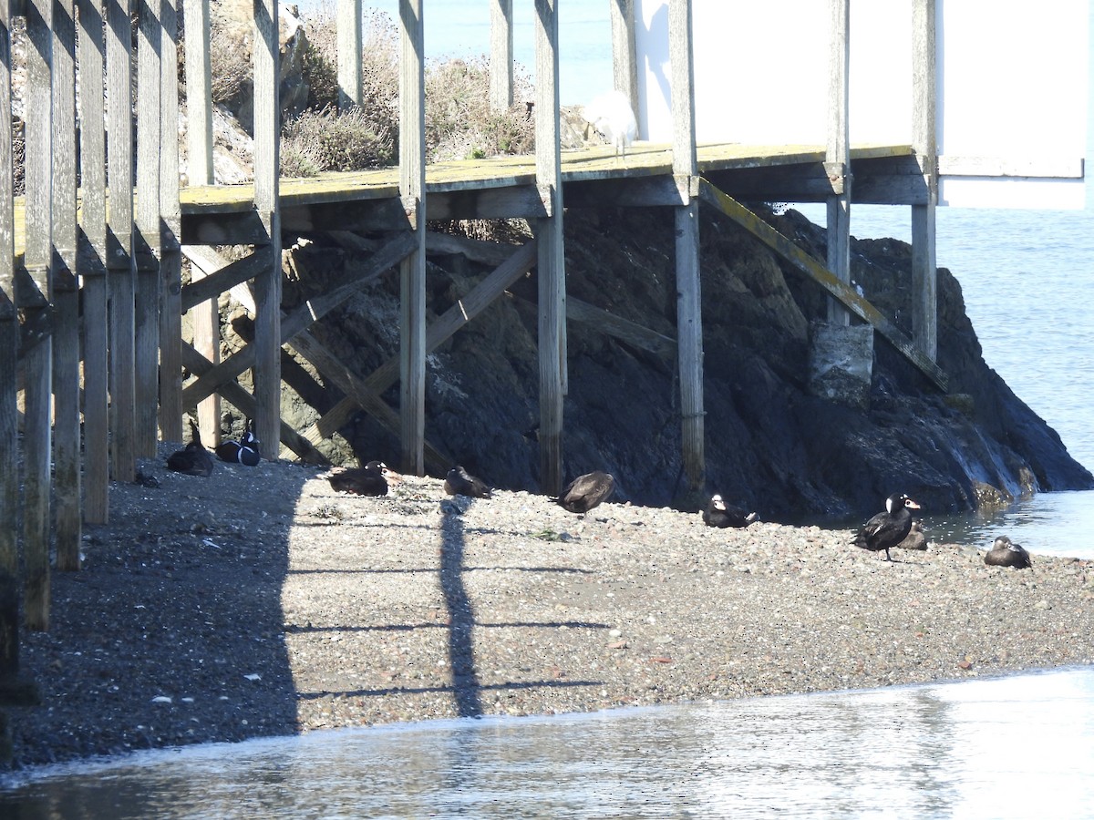 Harlequin Duck - ML643743140