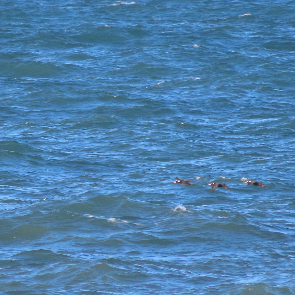 Surf Scoter - ML643743141