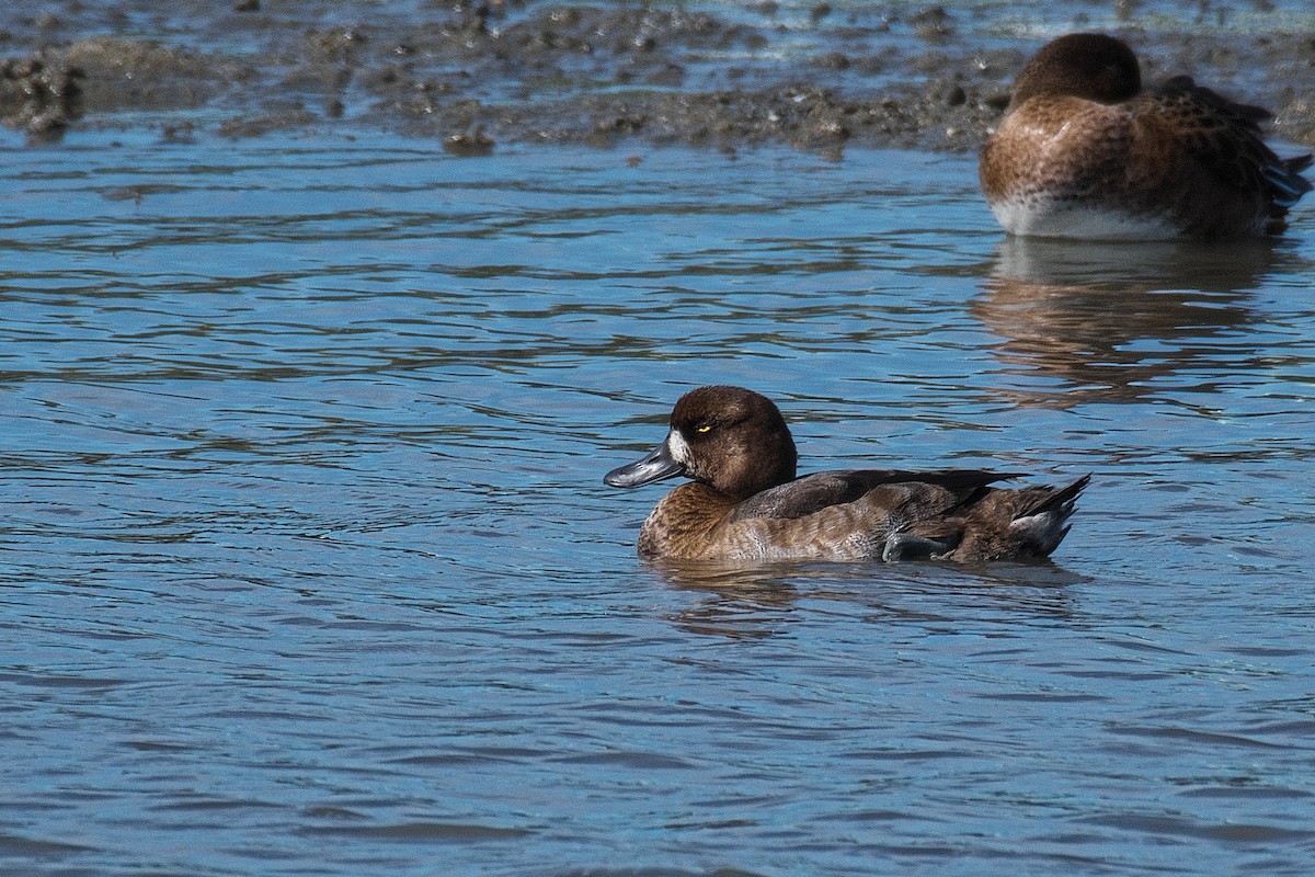 Greater Scaup - ML643743143