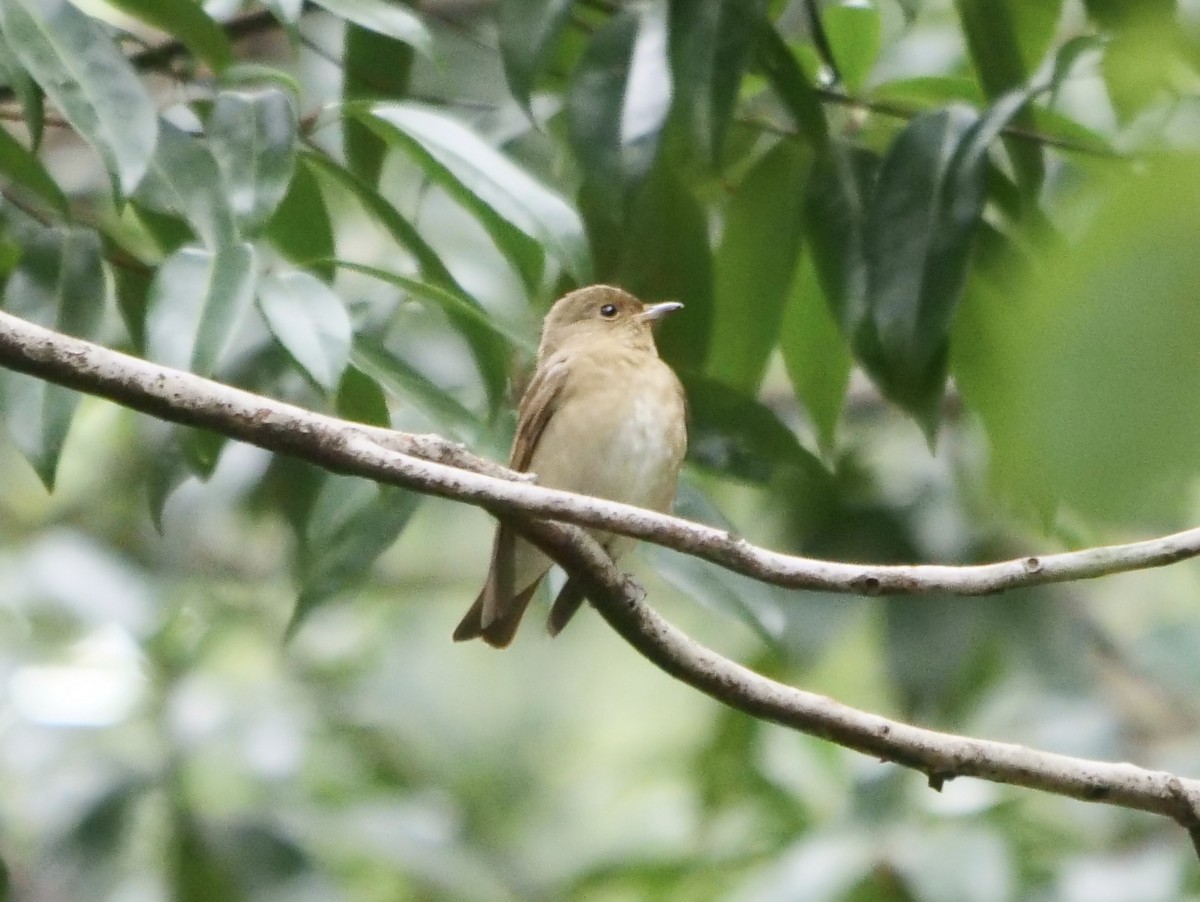 Blue-and-white Flycatcher - ML643743144