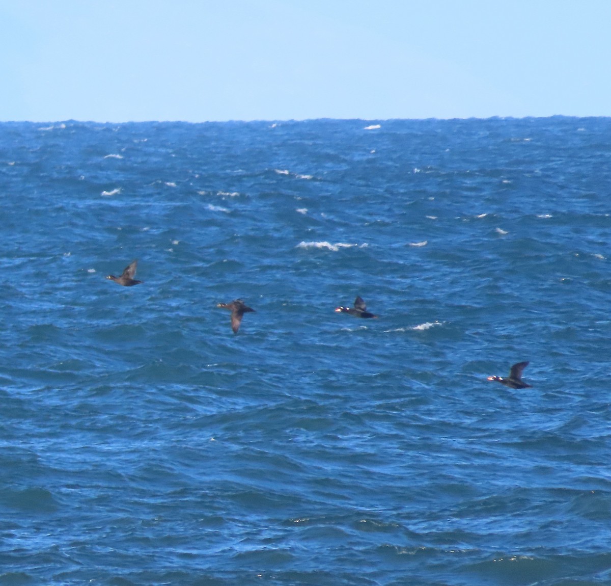 Surf Scoter - ML643743145