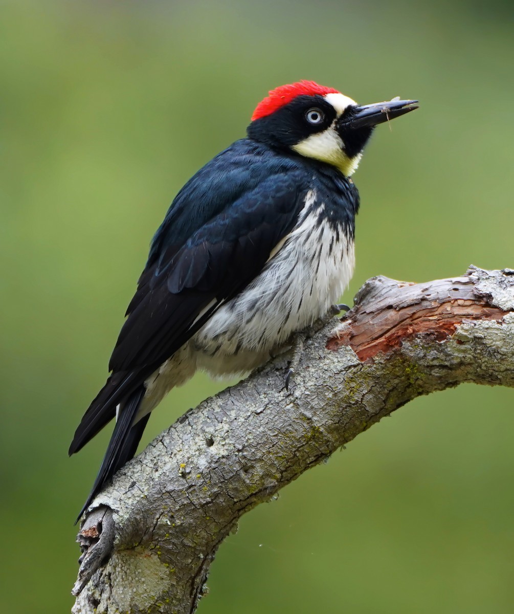Acorn Woodpecker - ML643743146