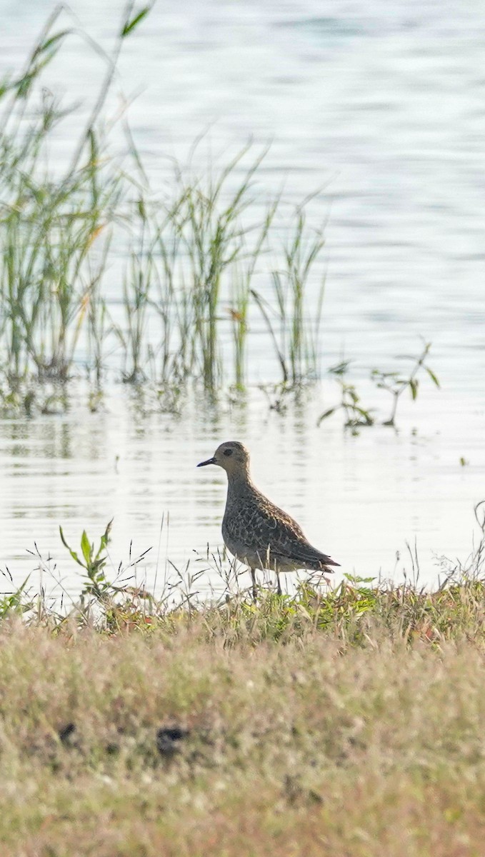 Pacific Golden-Plover - ML643743148