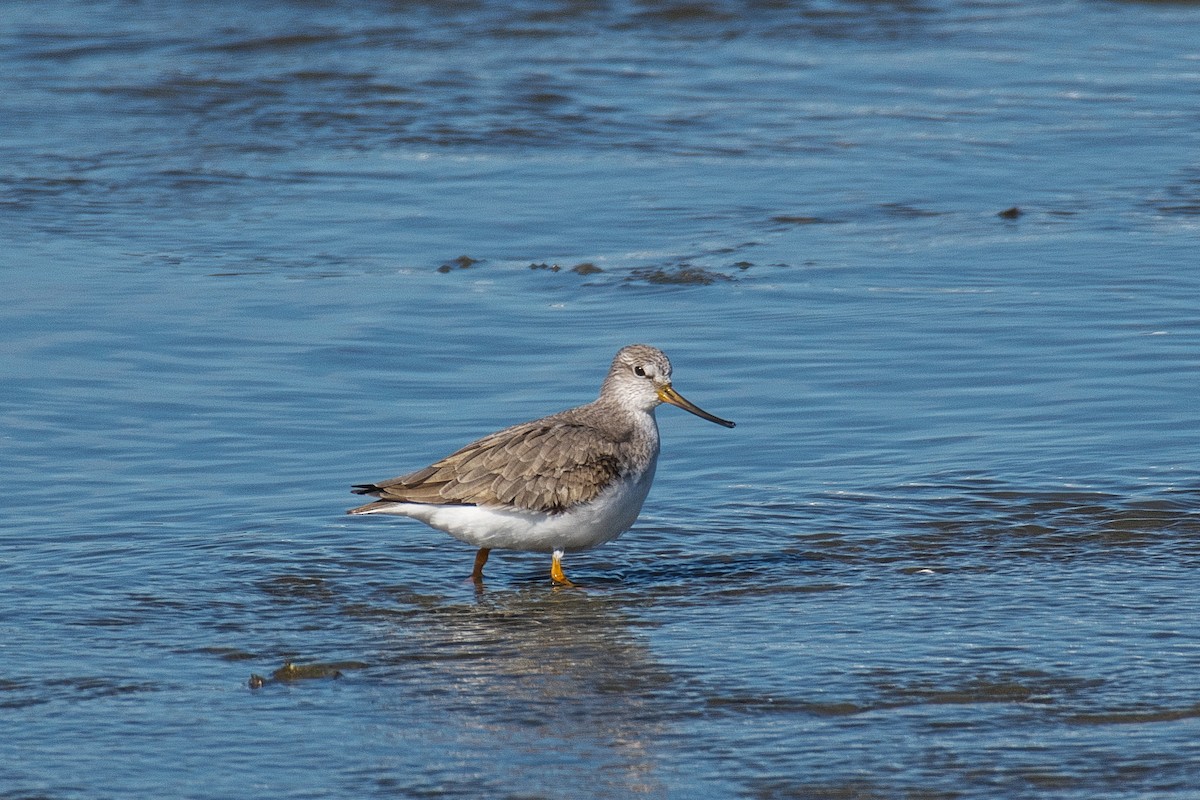 Terek Sandpiper - ML643743152
