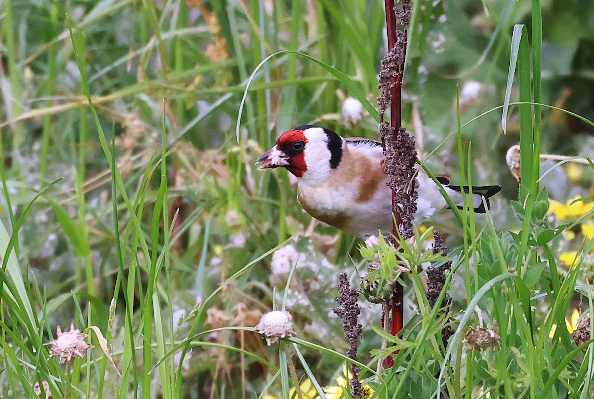 European Goldfinch - ML643743153