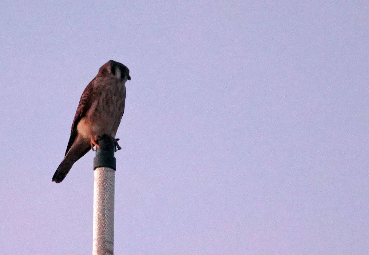 American Kestrel - ML643743154