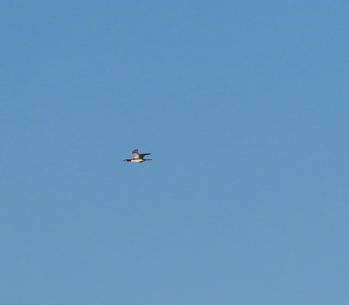 Common Loon - ML643743155