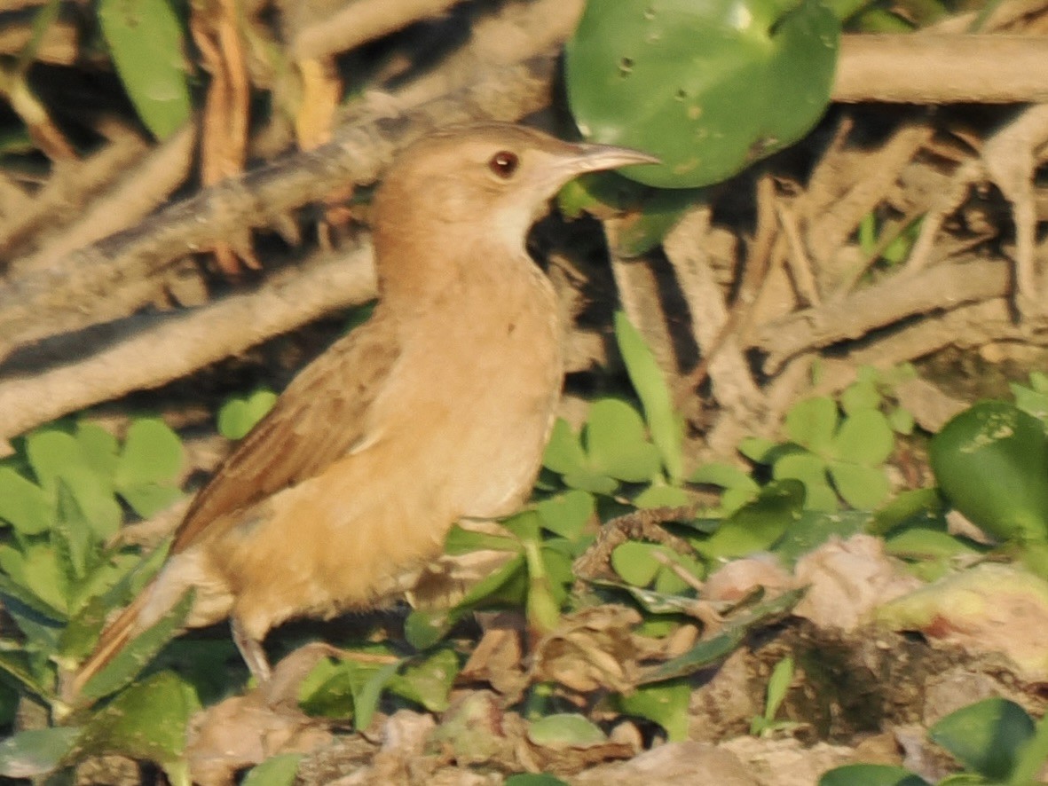 Rufous Hornero - ML643743156