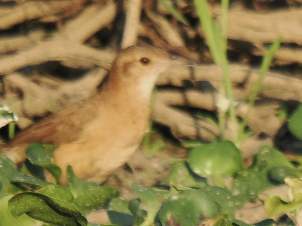 Rufous Hornero - ML643743163