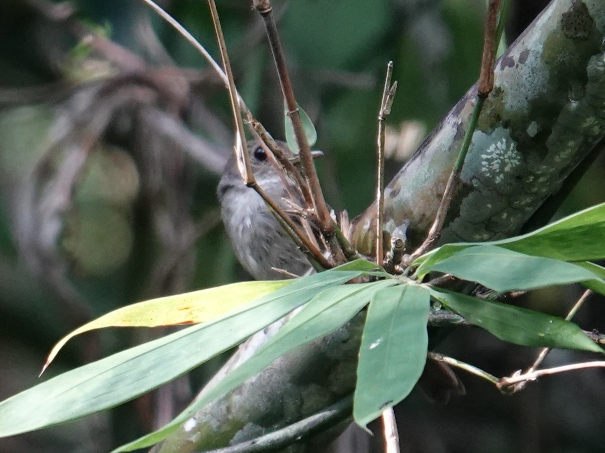 Sula Jungle Flycatcher - ML643743173