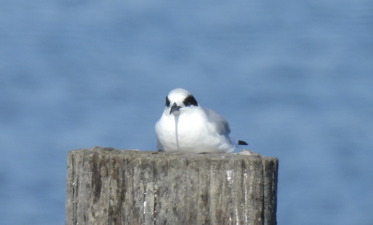 Forster's Tern - ML643743182