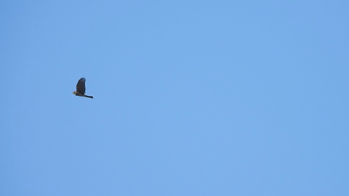 Sharp-shinned Hawk - ML643743203