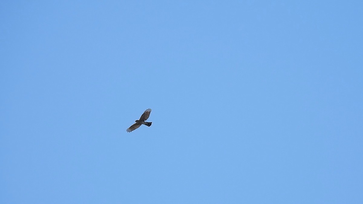 Sharp-shinned Hawk - ML643743204