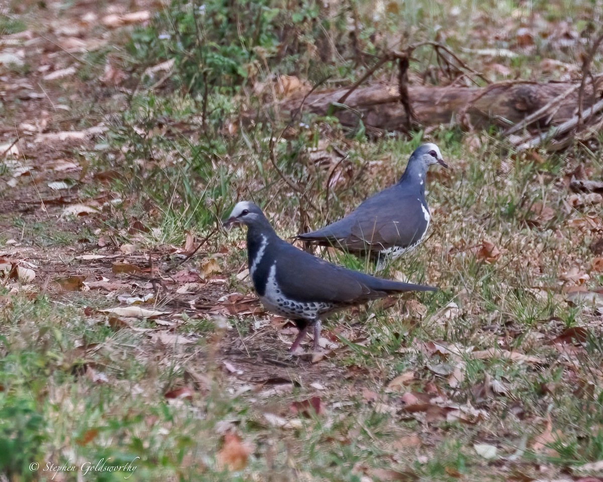 Wongataube - ML643743224