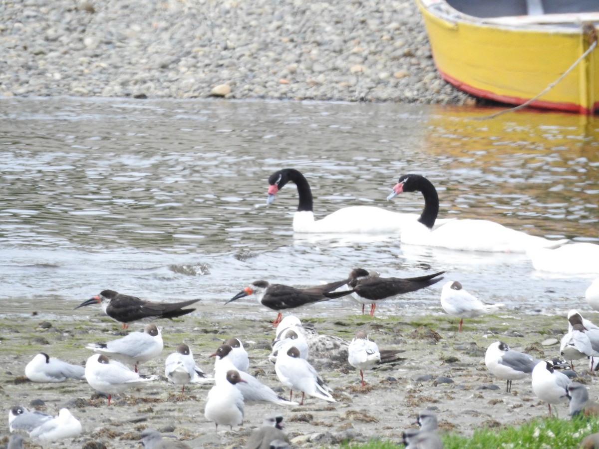 Black Skimmer - ML643743238
