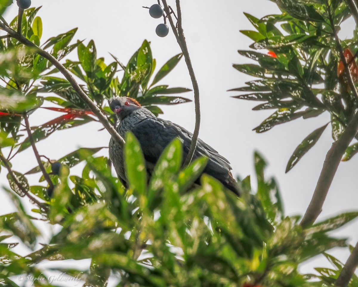 Topknot Pigeon - ML643743243