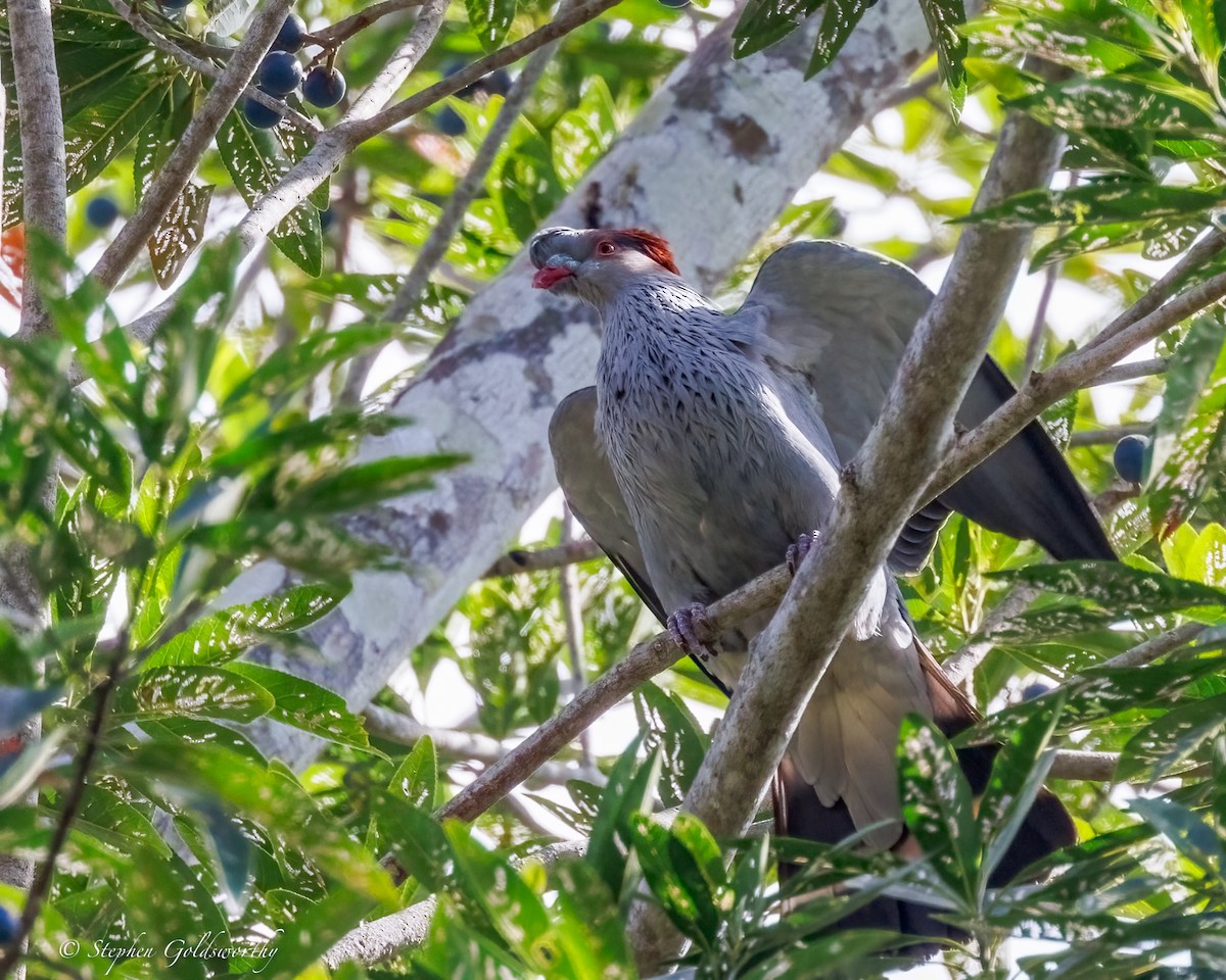 Topknot Pigeon - ML643743244