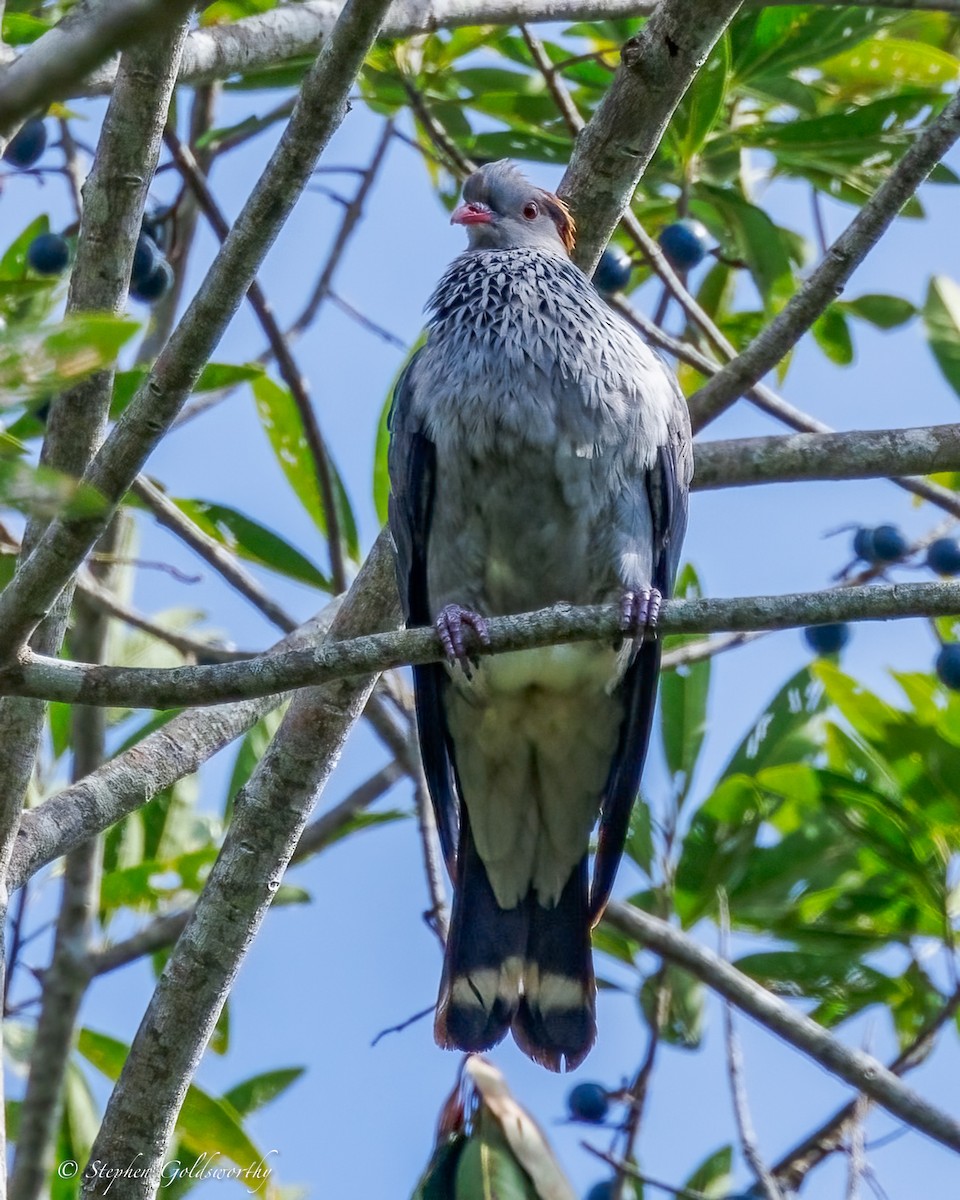 Topknot Pigeon - ML643743245