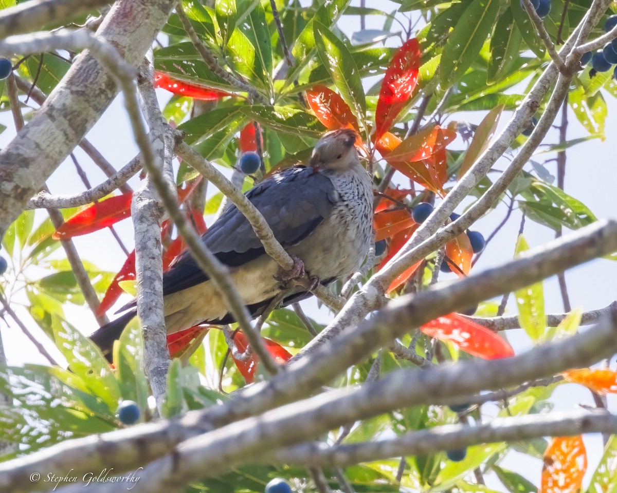 Topknot Pigeon - ML643743246