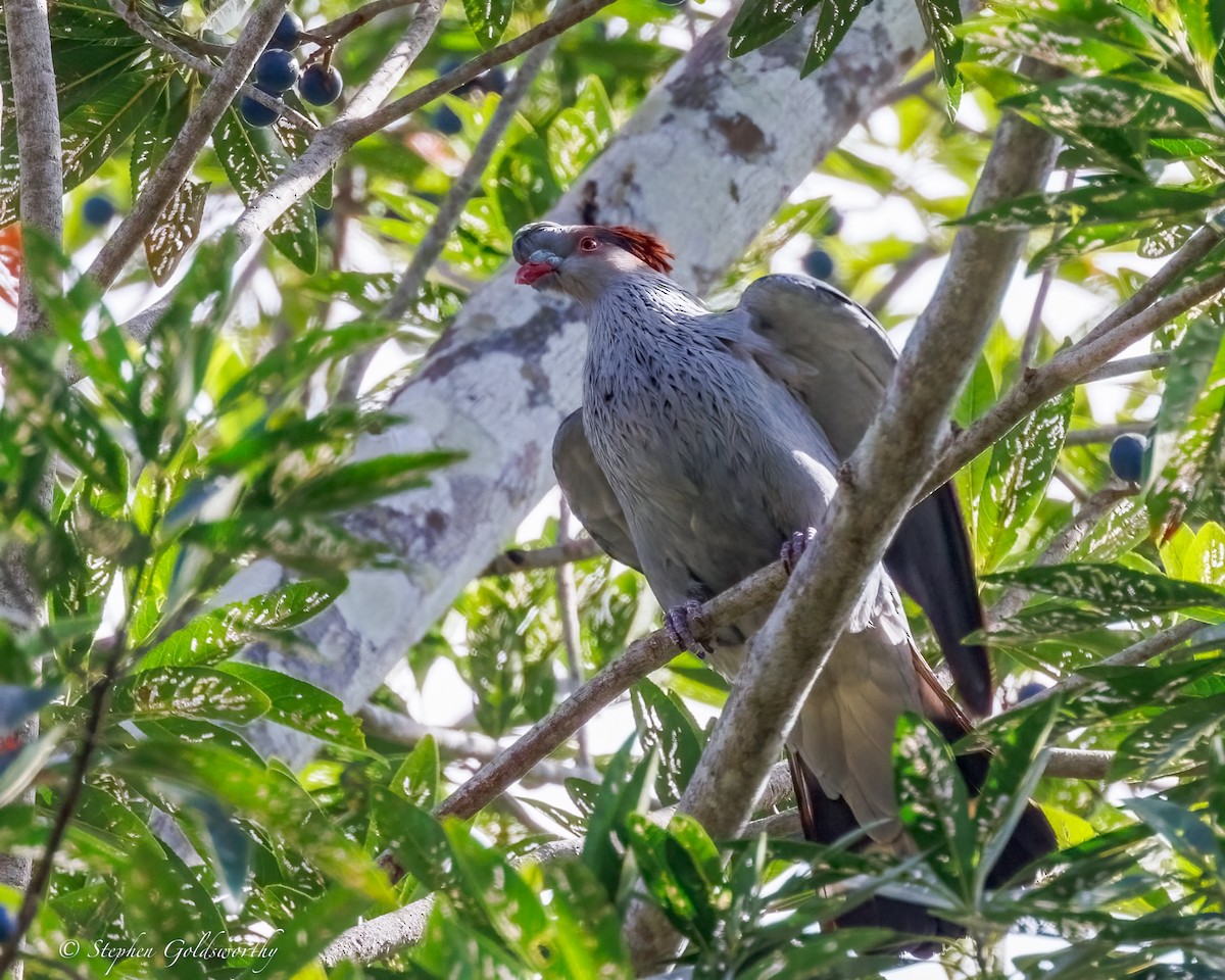 Topknot Pigeon - ML643743247