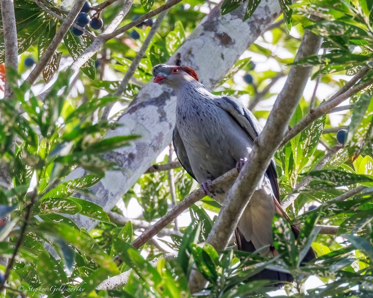 Topknot Pigeon - ML643743248
