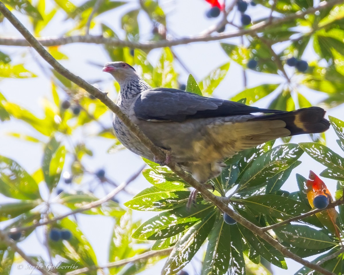 Topknot Pigeon - ML643743249