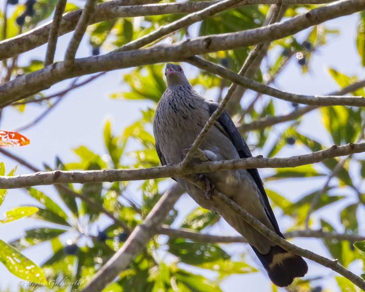 Topknot Pigeon - ML643743250