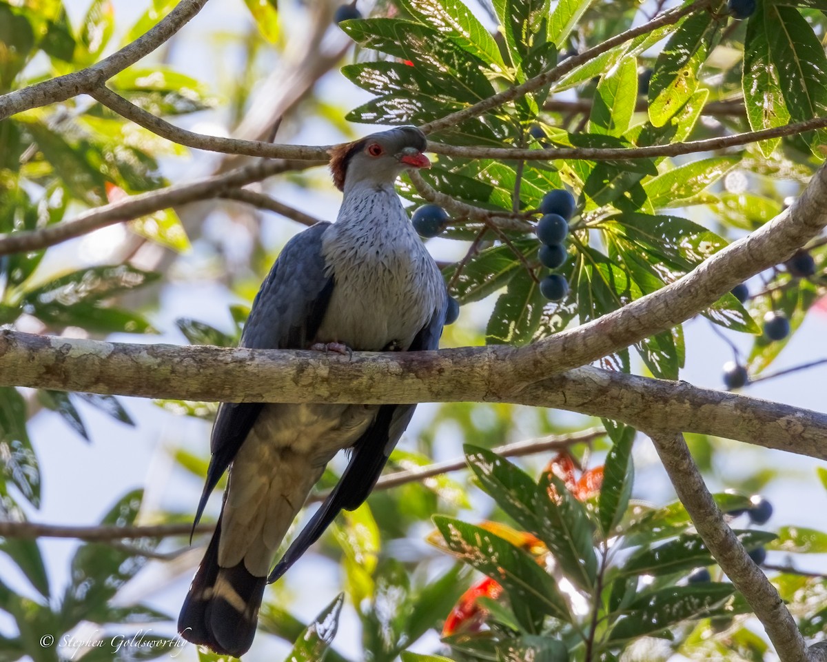 Topknot Pigeon - ML643743251