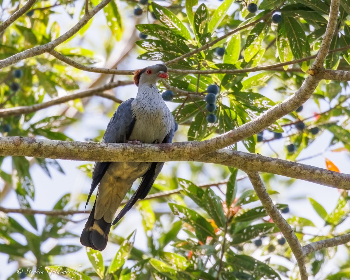 Topknot Pigeon - ML643743252